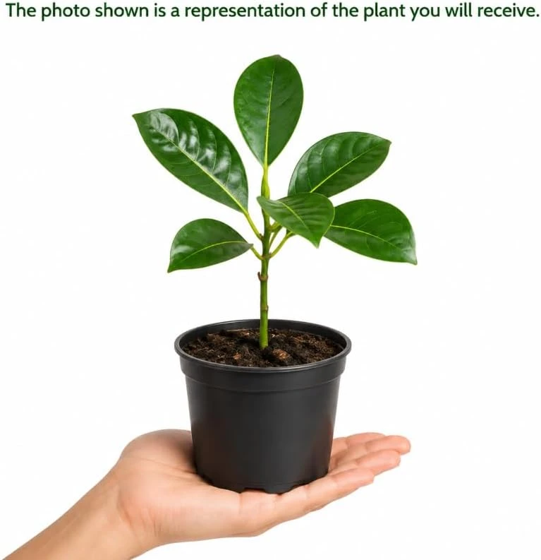 Jackfruit Live Plant – 3-6 Inches Tall – 4 Inch Nursery Pot – Tropical Tree - Image 5