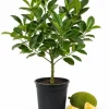 Jackfruit Live Plant, 3-6 Inches Tall in 4 Inch Pot - Tropical Fruit Tree - Image 1