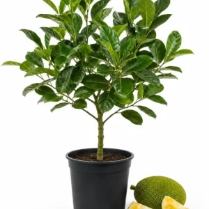 Jackfruit Live Plant, 3-6 Inches Tall in 4 Inch Pot - Tropical Fruit Tree - Image 1