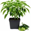 Jalapeno Pepper Live Plants - 2 Pack, 4-6 Inches Tall, 4 Inch Pot, Vegetable Starter Plants - Image 1