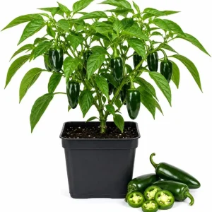 Jalapeno Pepper Live Plants - 2 Pack, 4-6 Inches Tall, 4 Inch Pot, Vegetable Starter Plants - Image 1