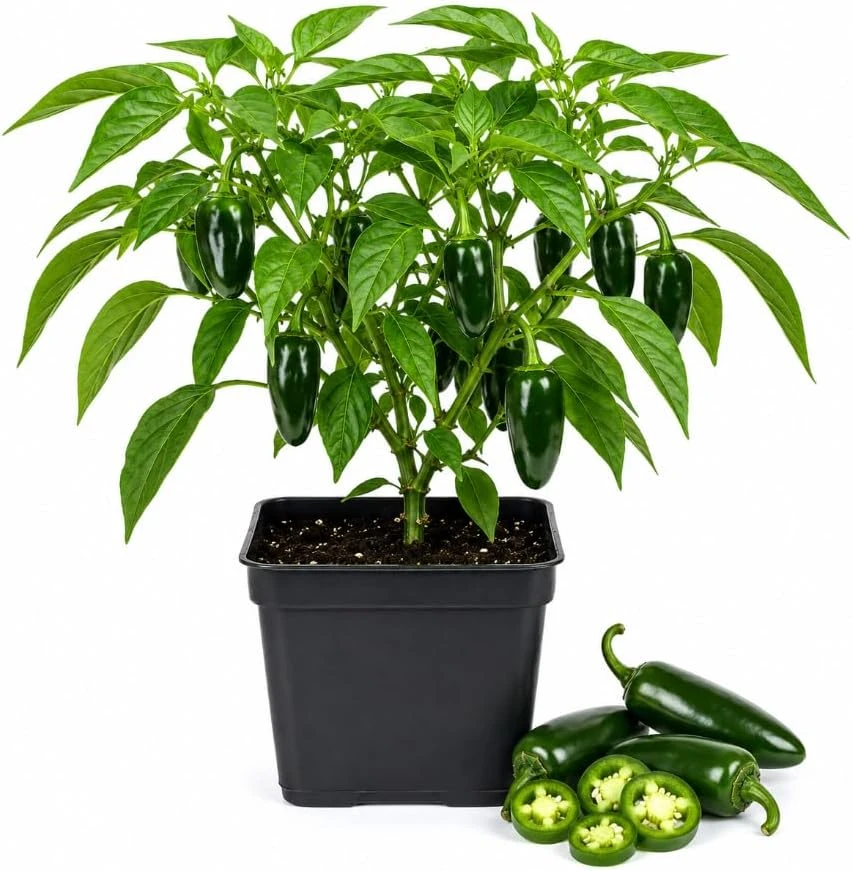 Jalapeno Pepper Live Plants - 2 Pack, 4-6 Inches Tall, 4 Inch Pot, Vegetable Starter Plants - Image 1