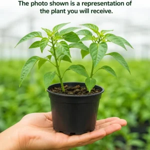 Jalapeno Pepper Live Plants - 2 Pack, 4-6 Inches Tall, 4 Inch Pot, Vegetable Starter Plants - Image 4