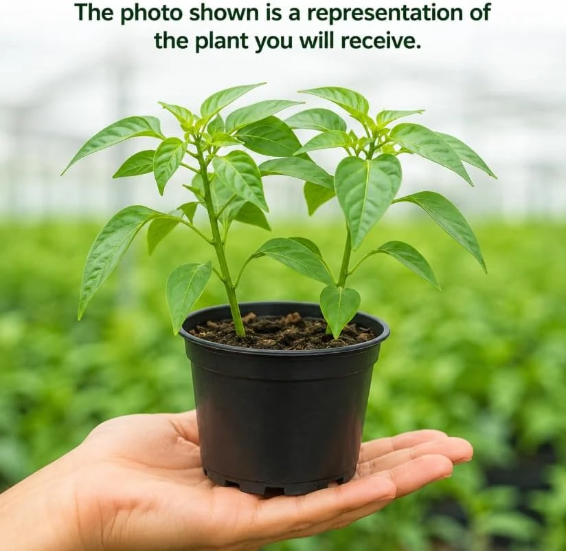 Jalapeno Pepper Live Plants - 2 Pack, 4-6 Inches Tall, 4 Inch Pot, Vegetable Starter Plants - Image 4