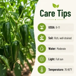 Jalapeno Pepper Live Plants - 2 Pack, 4-6 Inches Tall, 4 Inch Pot, Vegetable Starter Plants - Image 6