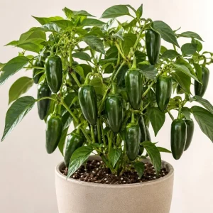 Jalapeno Pepper Live Plants - 2 Pack, 4-6 Inches Tall, 4 Inch Pot, Vegetable Starter Plants - Image 7
