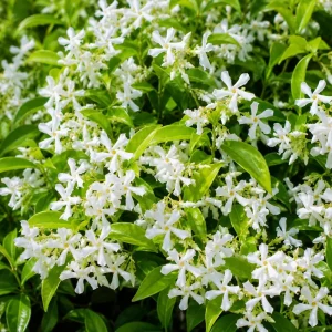 Jasmine Live Plant - Fragrant Tropical Flower - 4-6 Inch Tall, 3 Inch Pot - Image 6