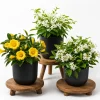 Jasmine Live Plant - Fragrant Tropical Flower - 4-6 Inch Tall, 3 Inch Pot - Image 1