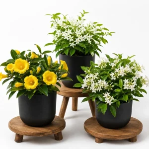 Jasmine Live Plant - Fragrant Tropical Flower - 4-6 Inch Tall, 3 Inch Pot - Image 1