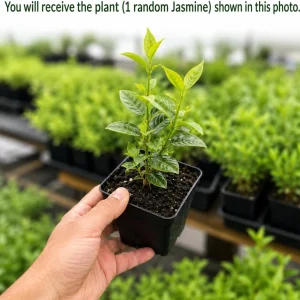 Jasmine Live Plant - Fragrant Tropical Vine, 4-6 Inch Tall, 3 Inch Pot - Image 2
