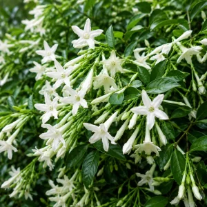 Jasmine Live Plant - Fragrant Tropical Vine, 4-6 Inch Tall, 3 Inch Pot - Image 6