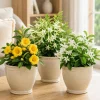 Jasmine Live Plant - Fragrant Tropical Vine, 4-6 Inch Tall, 3 Inch Pot - Image 1