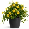 Jasmine Live Plant Yellow Bloom Tropical Flower 4-6 Inch Tall 3 Inch Pot - Image 1