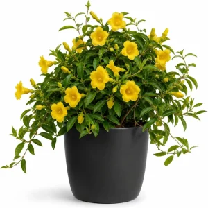Jasmine Live Plant Yellow Bloom Tropical Flower 4-6 Inch Tall 3 Inch Pot - Image 1