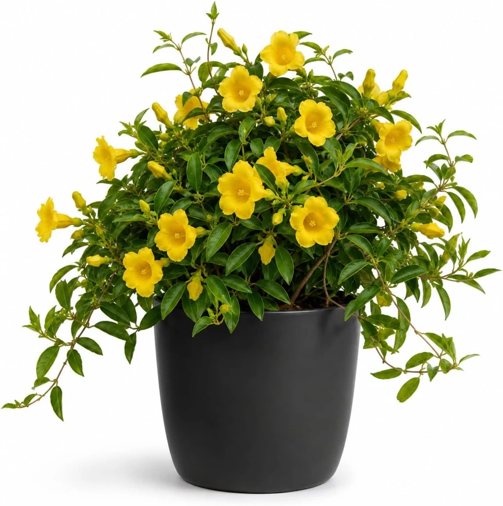 Jasmine Live Plant Yellow Bloom Tropical Flower 4-6 Inch Tall 3 Inch Pot - Image 1