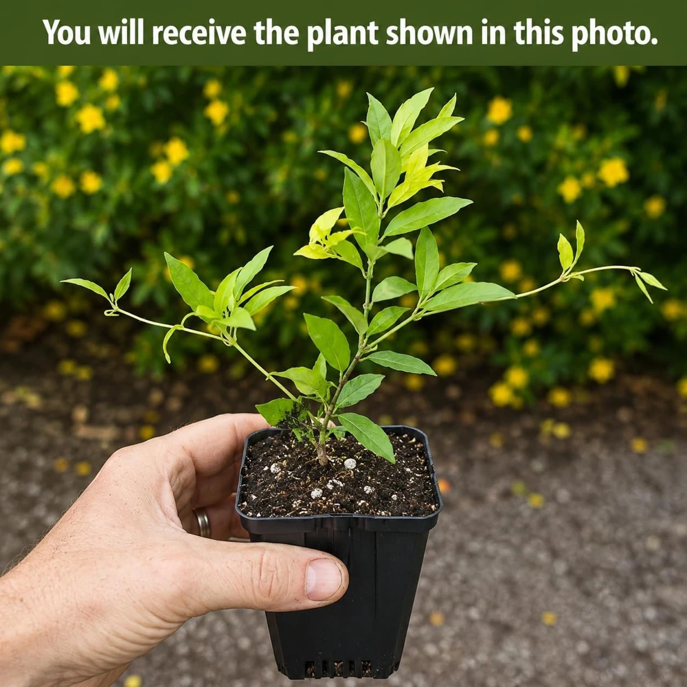 Jasmine Live Plant Yellow Bloom Tropical Flower 4-6 Inch Tall 3 Inch Pot - Image 2
