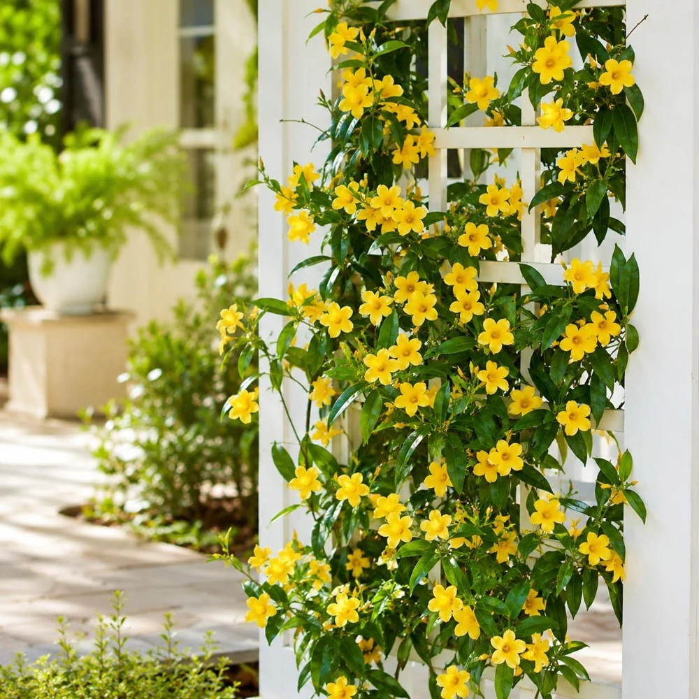 Jasmine Live Plant Yellow Bloom Tropical Flower 4-6 Inch Tall 3 Inch Pot - Image 7