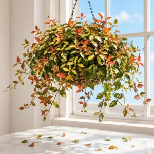 Jasmine Summer Sunset Live Plant - 3-5 Inch Tall, Colorful Groundcover Vine, USDA Zones 8-11 - Image 1