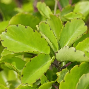 Kalanchoe Pinnata Live Plant - Leaf of Life Succulent in 4 Inch Pot for Indoor & Outdoor - Image 2