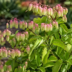 Kalanchoe Pinnata Live Plant - Leaf of Life Succulent in 4 Inch Pot for Indoor & Outdoor - Image 3