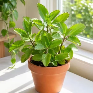 Kalanchoe Pinnata Live Plant - Leaf of Life Succulent in 4 Inch Pot for Indoor & Outdoor - Image 4