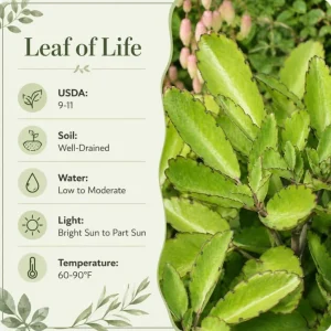 Kalanchoe Pinnata Live Plant - Leaf of Life Succulent in 4 Inch Pot for Indoor & Outdoor - Image 5