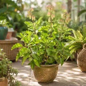 Kalanchoe Pinnata Live Plant - Leaf of Life Succulent in 4 Inch Pot for Indoor & Outdoor - Image 6