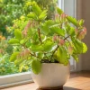 Kalanchoe Pinnata Live Plant - Leaf of Life Succulent in 4 Inch Pot for Indoor & Outdoor - Image 1