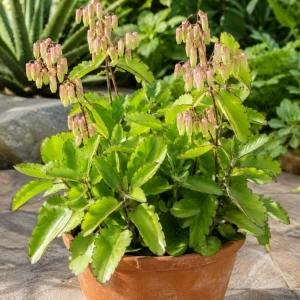 Kalanchoe Pinnata Live Plants - Leaf of Life Succulent, 2 Pots, 4 Inch Pot, Indoor/Outdoor - Image 2