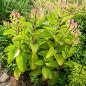 Kalanchoe Pinnata Live Plants - Leaf of Life Succulent, 2 Pots, 4 Inch Pot, Indoor/Outdoor - Image 3