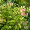 Kalanchoe Pinnata Live Plants - Leaf of Life Succulent, 2 Pots, 4 Inch Pot, Indoor/Outdoor - Image 1