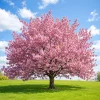 Kwanzan Cherry Tree Live Plant – 2.5 Inch Pot – Spring Blossom Sapling - Image 1