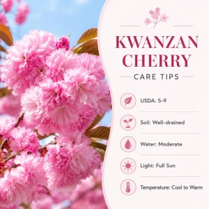 Kwanzan Cherry Trees Live Plants - Set of 2, 2.5 Inch Pot, Perennial Blossom Sapling for Home Garden - Image 5