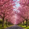 Kwanzan Cherry Trees Live Plants - Set of 2, 2.5 Inch Pot, Perennial Blossom Sapling for Home Garden - Image 1