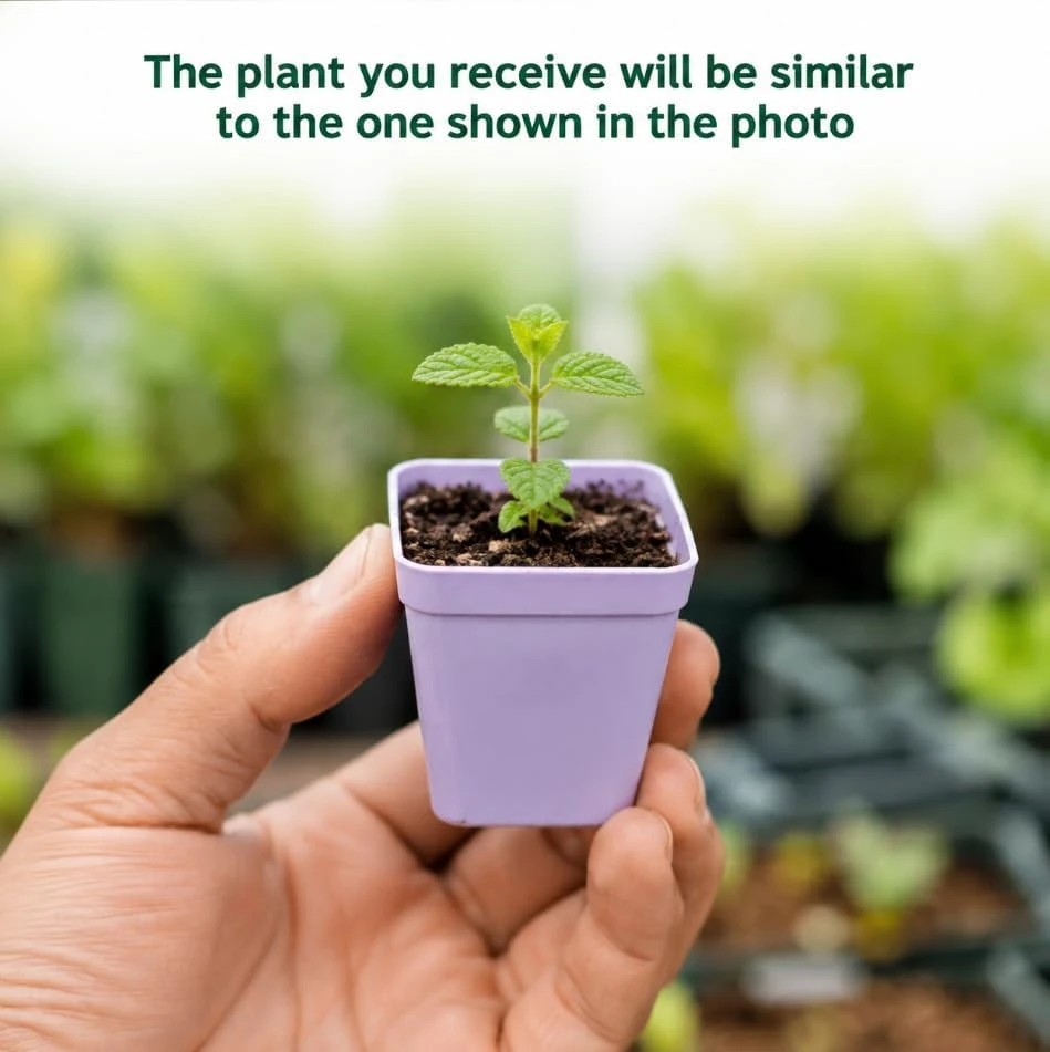 Lemon Mint Live Plant for Planting - 2-4 Inch Tall Fragrant Herb - Image 2