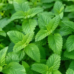 Lemon Mint Live Plant for Planting - 2-4 Inch Tall Fragrant Herb - Image 3
