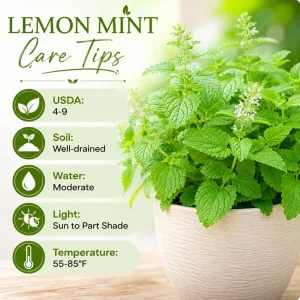 Lemon Mint Live Plant for Planting - 2-4 Inch Tall Fragrant Herb - Image 5