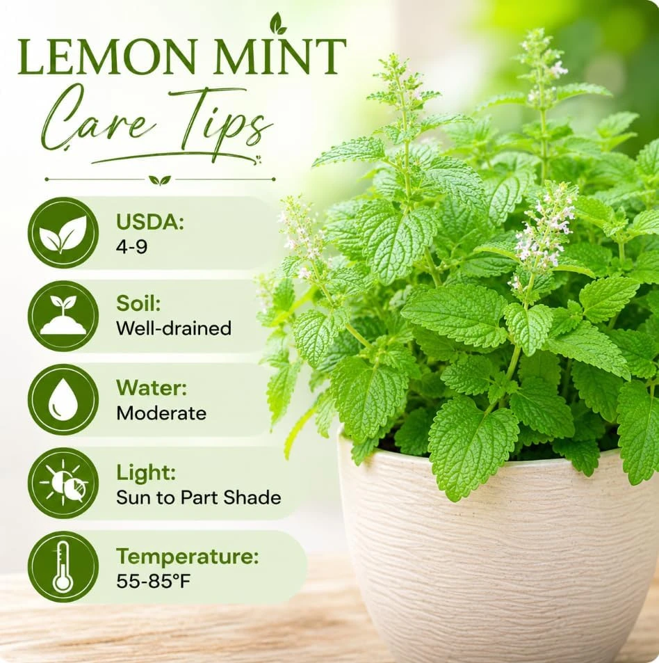 Lemon Mint Live Plant for Planting - 2-4 Inch Tall Fragrant Herb - Image 5
