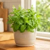 Lemon Mint Live Plant for Planting - 2-4 Inch Tall Fragrant Herb - Image 1