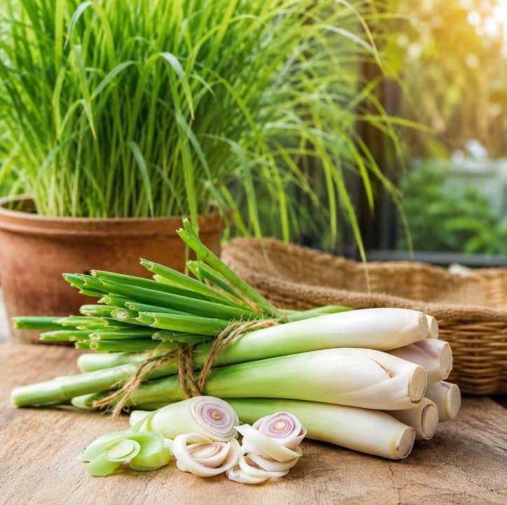 Lemongrass Live Plants - 2 Pots, 4-6 Inch Tall, Fragrant Herb for Indoor & Outdoor - Image 2