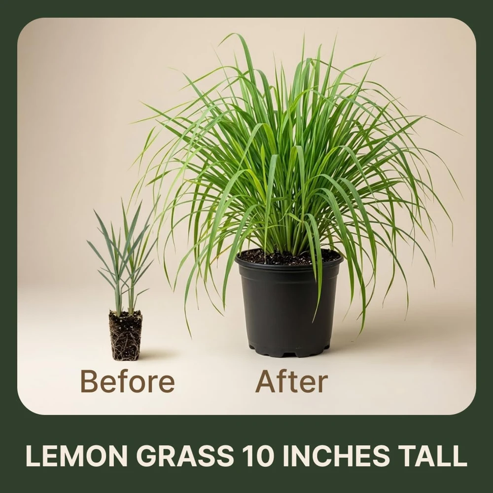 Lemongrass Live Plants - 2 Pots, 4-6 Inch Tall, Fragrant Herb for Indoor & Outdoor - Image 3