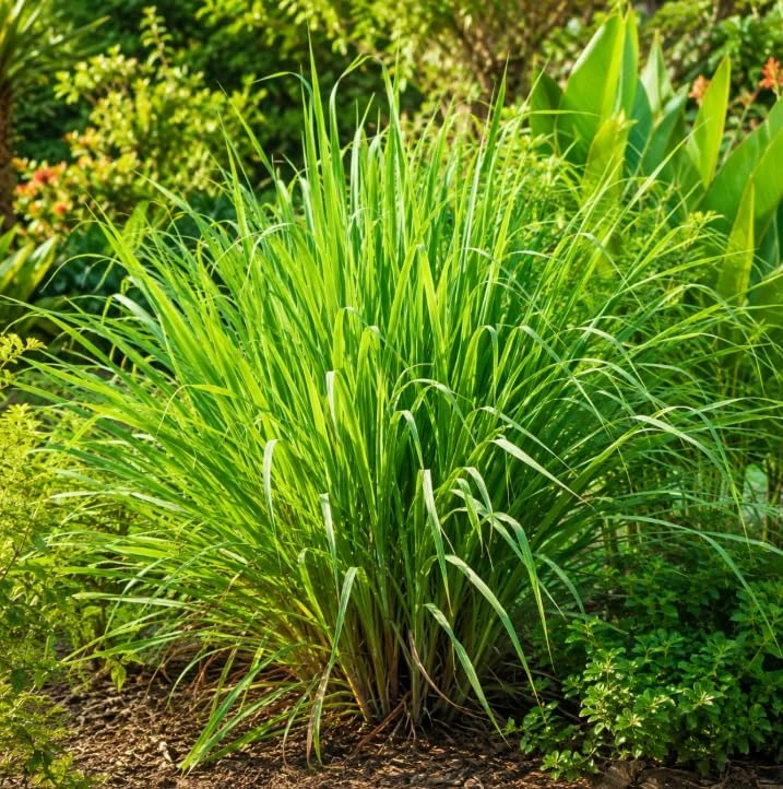 Lemongrass Live Plants - 2 Pots, 4-6 Inch Tall, Fragrant Herb for Indoor & Outdoor - Image 4