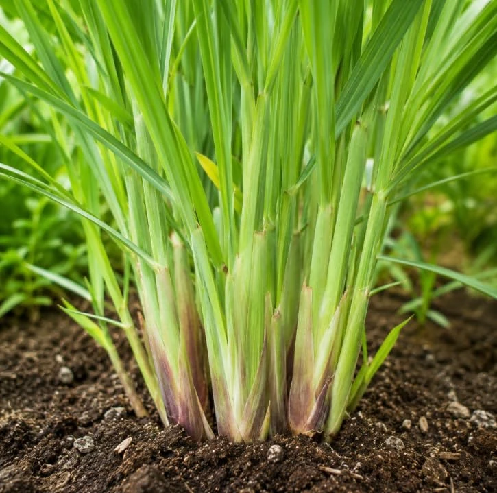 Lemongrass Live Plants - 2 Pots, 4-6 Inch Tall, Fragrant Herb for Indoor & Outdoor - Image 5
