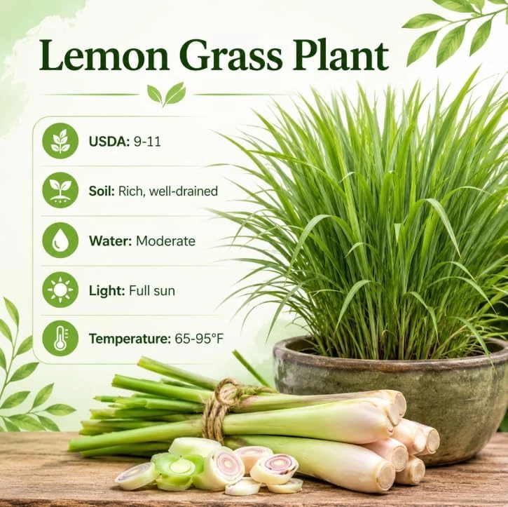 Lemongrass Live Plants - 2 Pots, 4-6 Inch Tall, Fragrant Herb for Indoor & Outdoor - Image 6