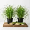 Lemongrass Live Plants - 2 Pots, 4-6 Inch Tall, Fragrant Herb for Indoor & Outdoor - Image 1