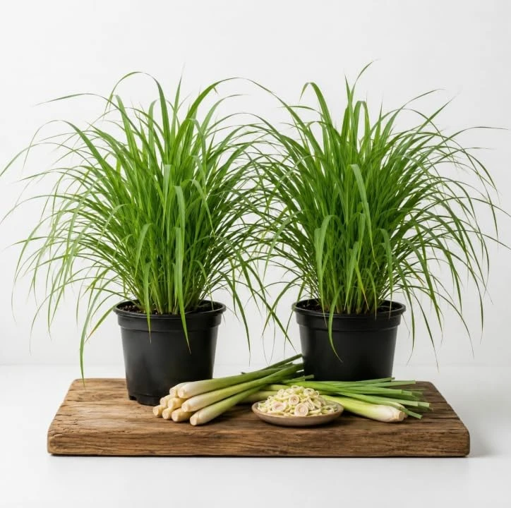Lemongrass Live Plants - 2 Pots, 4-6 Inch Tall, Fragrant Herb for Indoor & Outdoor - Image 1