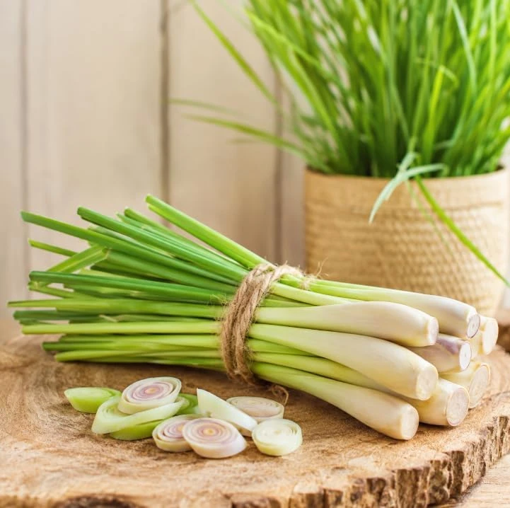 Lemongrass Live Plants - Pack of 2, 4-6 Inch Tall, Fragrant Herb for Indoor & Outdoor - Image 4