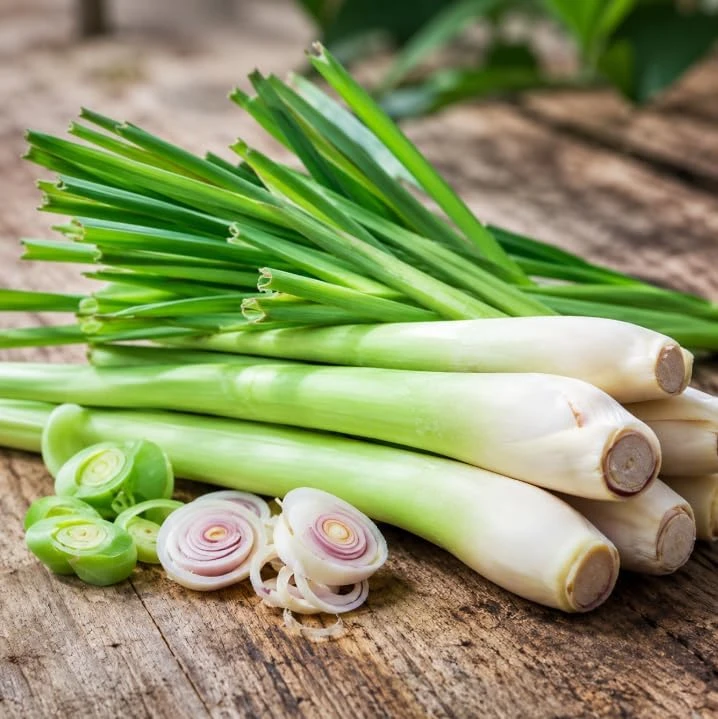 Lemongrass Live Plants - Pack of 2, 4-6 Inch Tall, Fragrant Herb for Indoor & Outdoor - Image 6