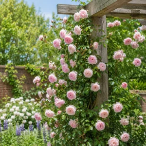 Light Pink Climbing Rose Plant - Fragrant Perennial Bush - Live Plant 2-4 Inch Tall - Image 5