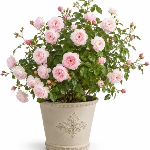 Light Pink Climbing Rose Plant - Fragrant Perennial Bush - Live Plant 2-4 Inch Tall - Image 1